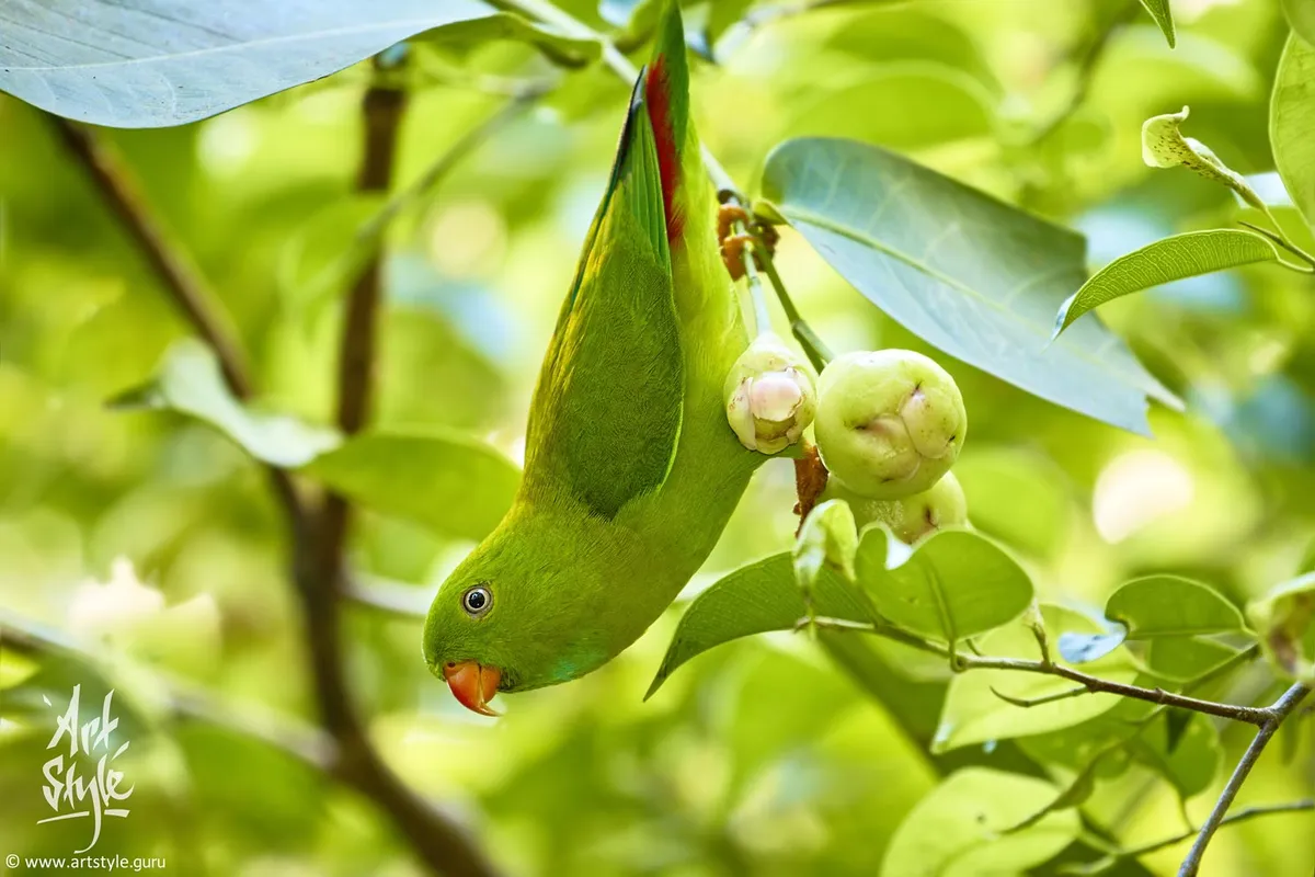 Alexandrine Parakeet at feeding