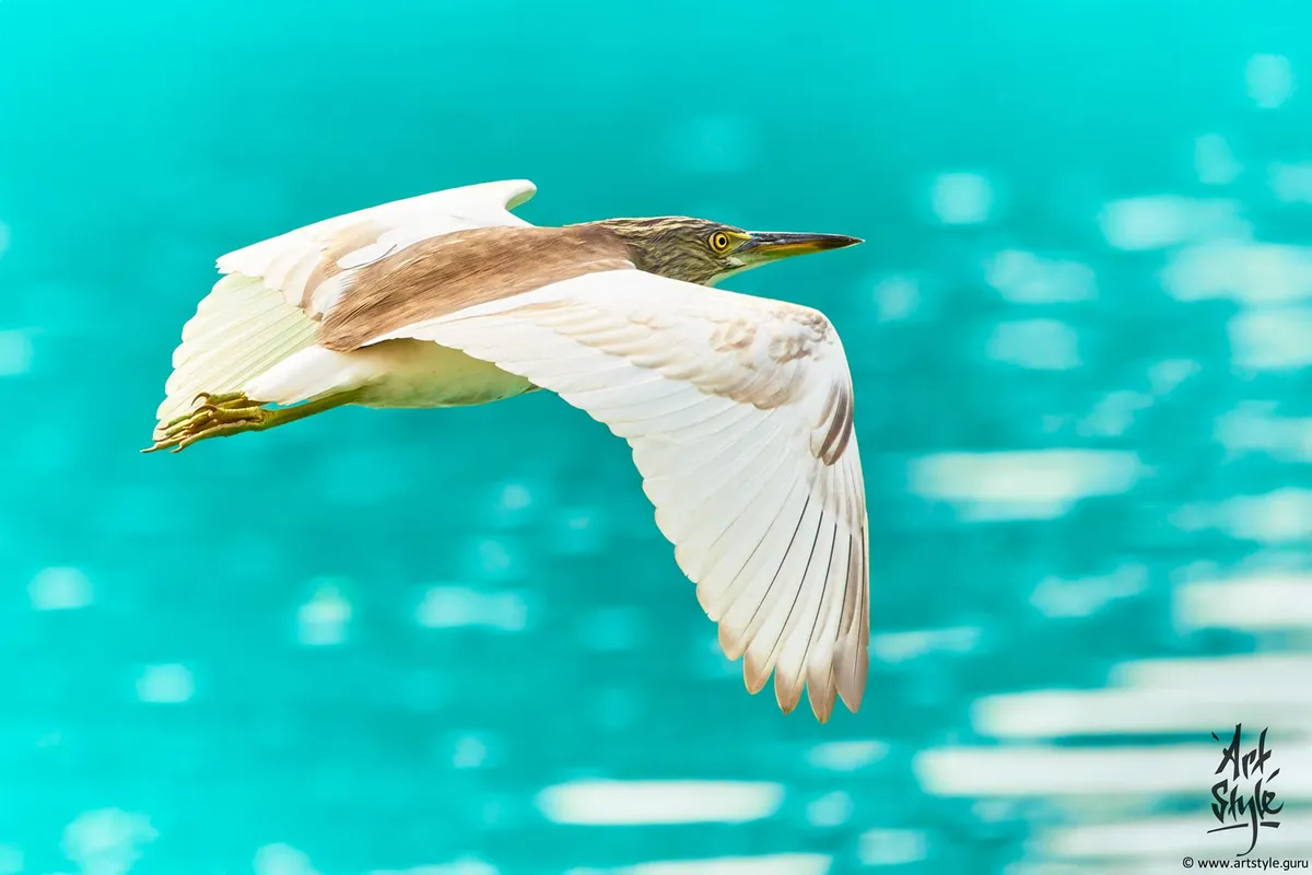 Pond Heron