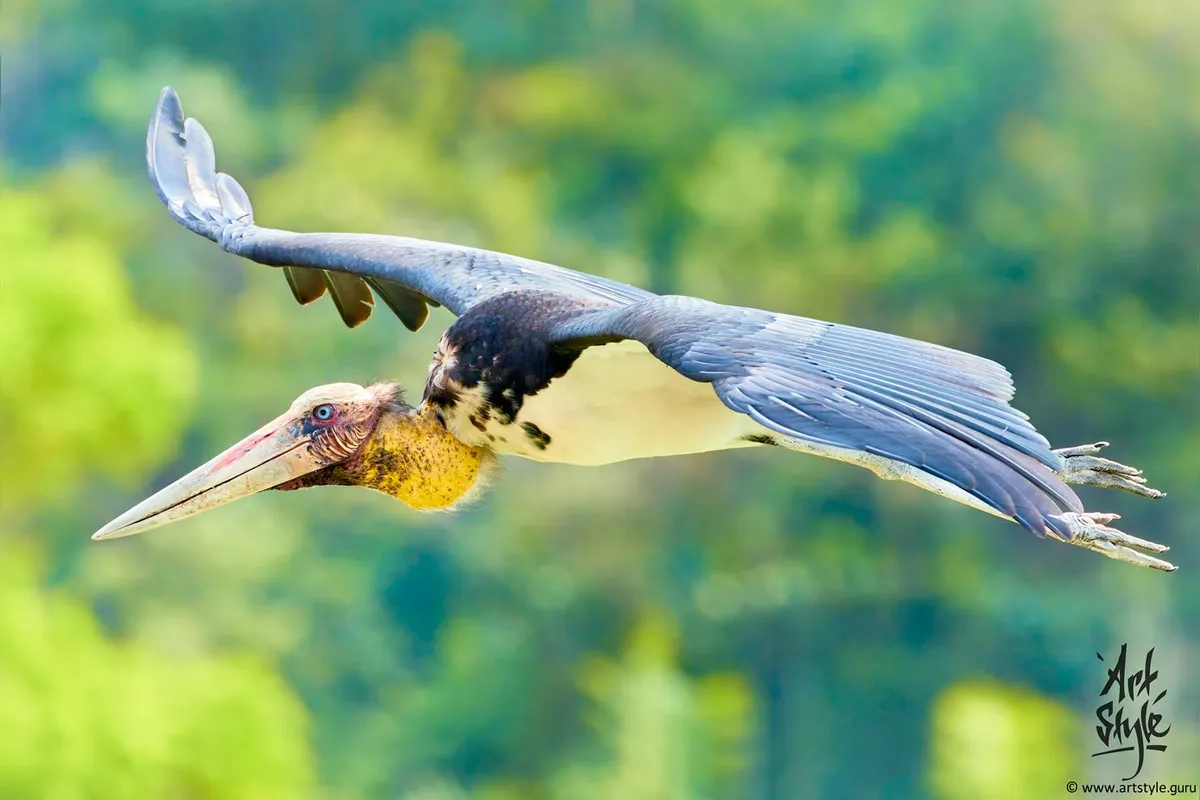 Lesser Adjutant Breeding