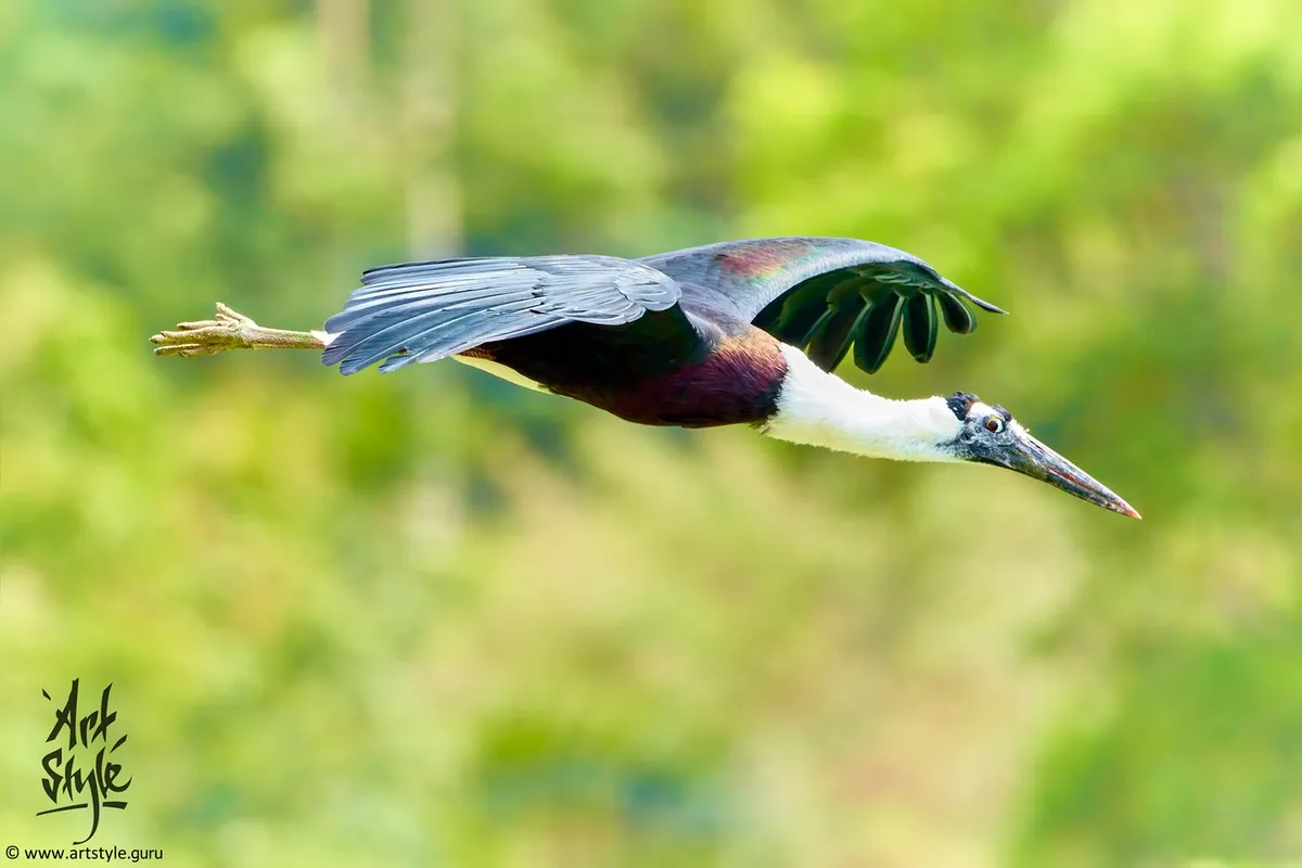 Asian Woolly-necked Stork