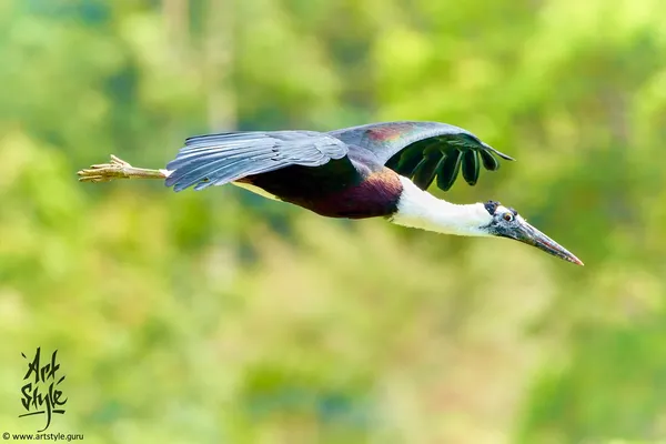 Asian Woolly-necked Stork