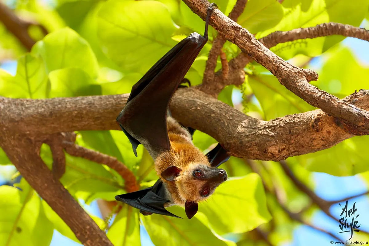 Large Flying Fox