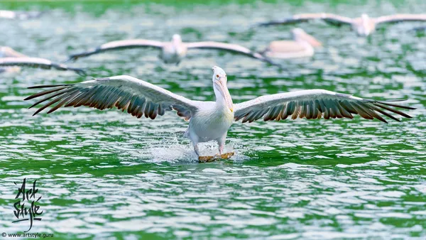 Spot-billed Pelican
